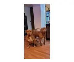 Rednose Pit Bull puppies for Sale - 3
