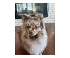 10 months merle Pomeranian puppy for sale - 3
