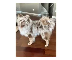 10 months merle Pomeranian puppy for sale - 4