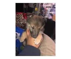 5 Norwegian Elkhound puppies looking for good loving homes - 2