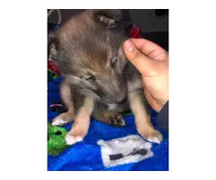 5 Norwegian Elkhound puppies looking for good loving homes - 3