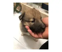5 Norwegian Elkhound puppies looking for good loving homes - 4