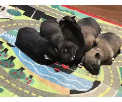 5 Norwegian Elkhound puppies looking for good loving homes - 6