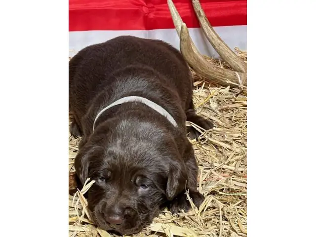 AKC Lab Puppies looking for loving homes - 2/8