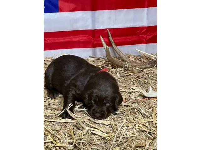 AKC Lab Puppies looking for loving homes - 3/8