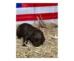 AKC Lab Puppies looking for loving homes - 3