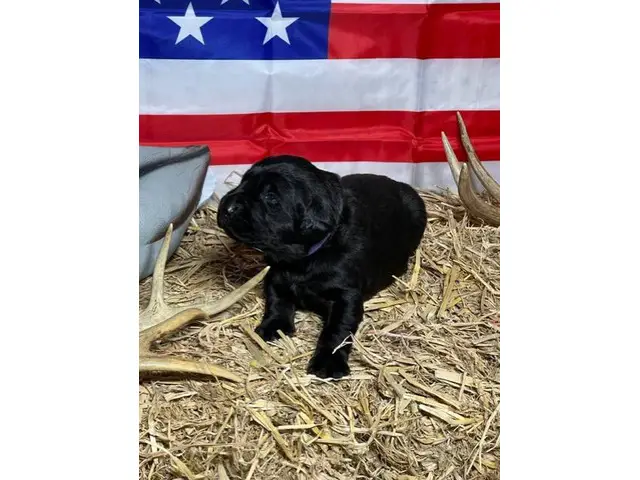 AKC Lab Puppies looking for loving homes - 4/8