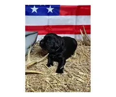 AKC Lab Puppies looking for loving homes - 4