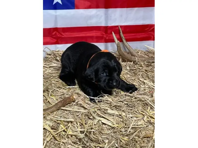 AKC Lab Puppies looking for loving homes - 5/8