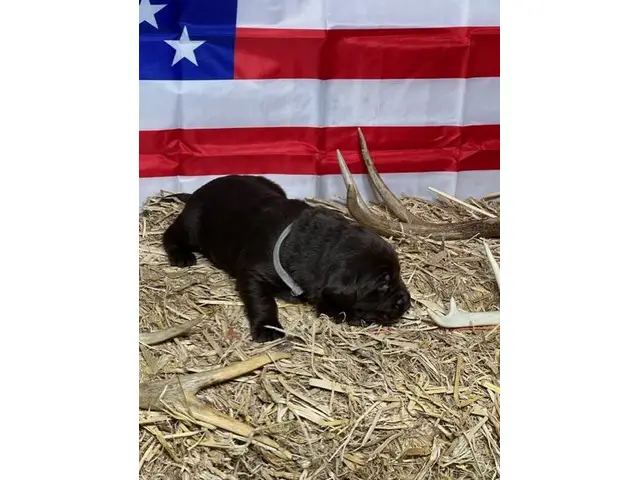 AKC Lab Puppies looking for loving homes - 6/8