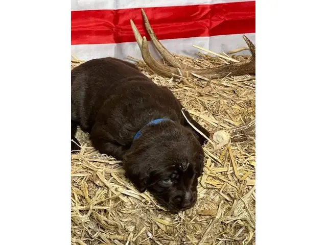 AKC Lab Puppies looking for loving homes - 8/8