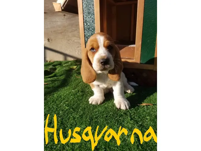 Purebred basset hound puppies - 1/18