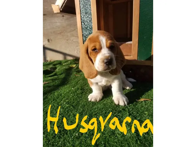 Purebred basset hound puppies - 2/18