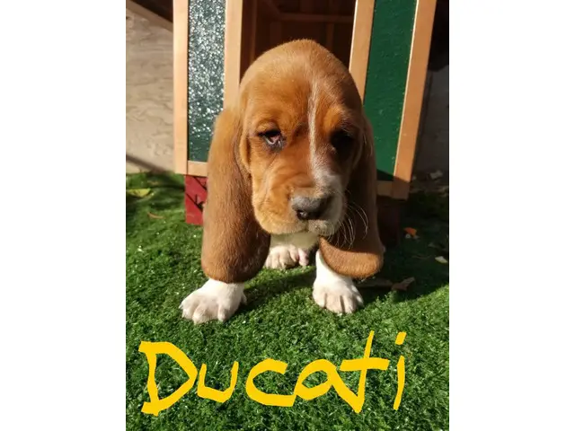Purebred basset hound puppies - 4/18
