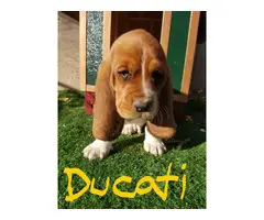 Purebred basset hound puppies - 4