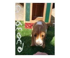 Purebred basset hound puppies - 15