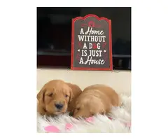 AKC Golden Retriever Puppies for Sale - 2
