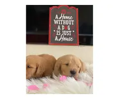 AKC Golden Retriever Puppies for Sale - 3
