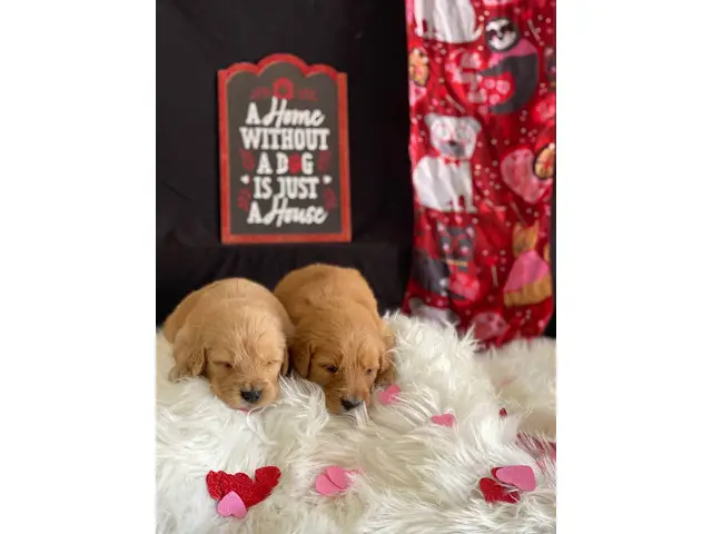AKC Golden Retriever Puppies for Sale - 4/4