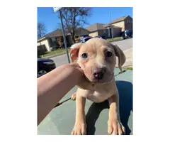 Pit bull puppies ready for their new homes