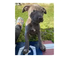Pit bull puppies ready for their new homes - 4