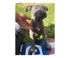 Pit bull puppies ready for their new homes - 5