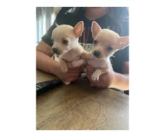 4 male Chihuahua puppy for adoption - 2