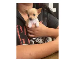 4 male Chihuahua puppy for adoption - 3