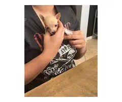 4 male Chihuahua puppy for adoption - 4