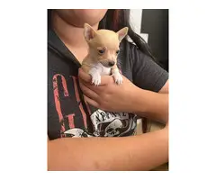 4 male Chihuahua puppy for adoption - 5