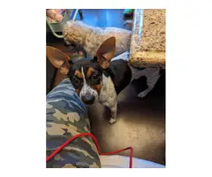Rat terrier puppy needs a good home - 3