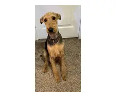 AKC male Airedale with limited registration