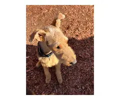 AKC male Airedale with limited registration - 2