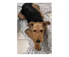 AKC male Airedale with limited registration - 4