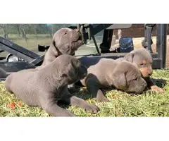4 male Blue Lacy puppies available