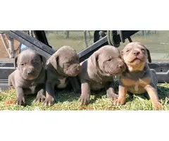 4 male Blue Lacy puppies available - 2