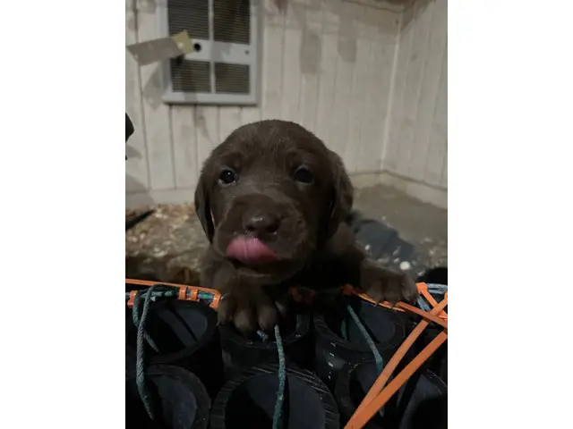 8 Labmaraner puppies looking for forever homes - 1/9