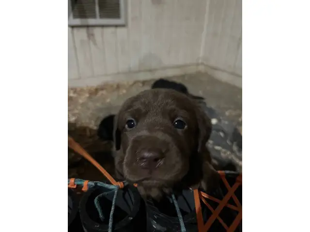 8 Labmaraner puppies looking for forever homes - 2/9