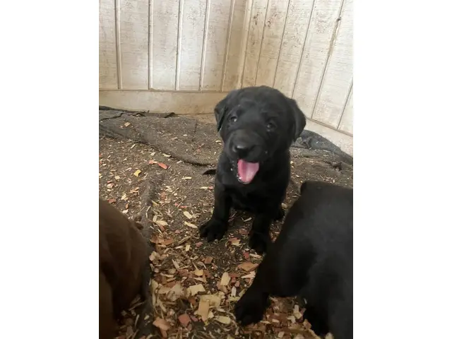 8 Labmaraner puppies looking for forever homes - 3/9
