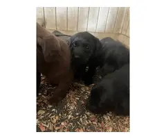 8 Labmaraner puppies looking for forever homes - 5