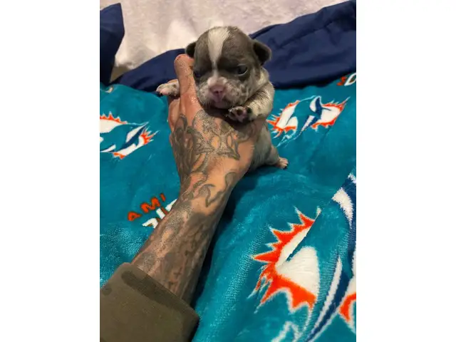 French bulldog puppies for sale - 1/3
