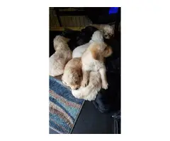 Beautiful Labradoodle puppies for sale