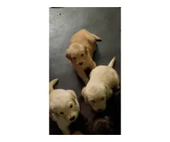 Beautiful Labradoodle puppies for sale - 3