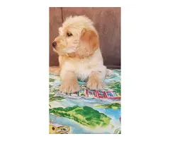 Beautiful Labradoodle puppies for sale - 5