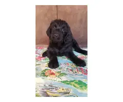 Beautiful Labradoodle puppies for sale - 6