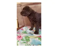Beautiful Labradoodle puppies for sale - 9