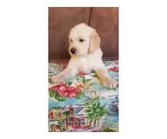 Beautiful Labradoodle puppies for sale - 10