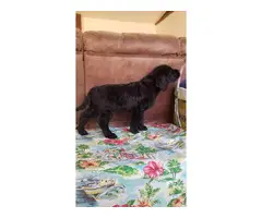 Beautiful Labradoodle puppies for sale - 12