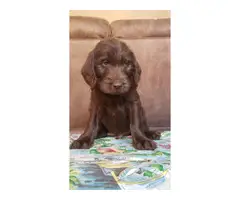 Beautiful Labradoodle puppies for sale - 14