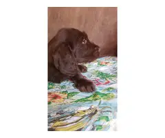 Beautiful Labradoodle puppies for sale - 15